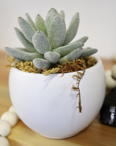 Potted Fuzzy Blue Elf Succulent