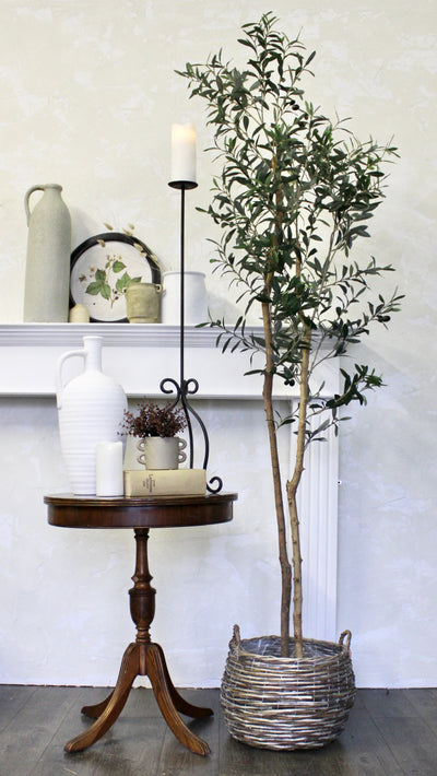 81” Natural Trunk Olive Tree