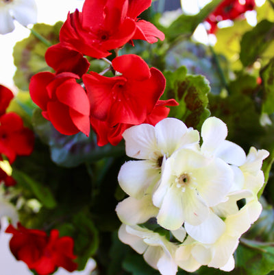 Geranium Hanging Basket Red/White