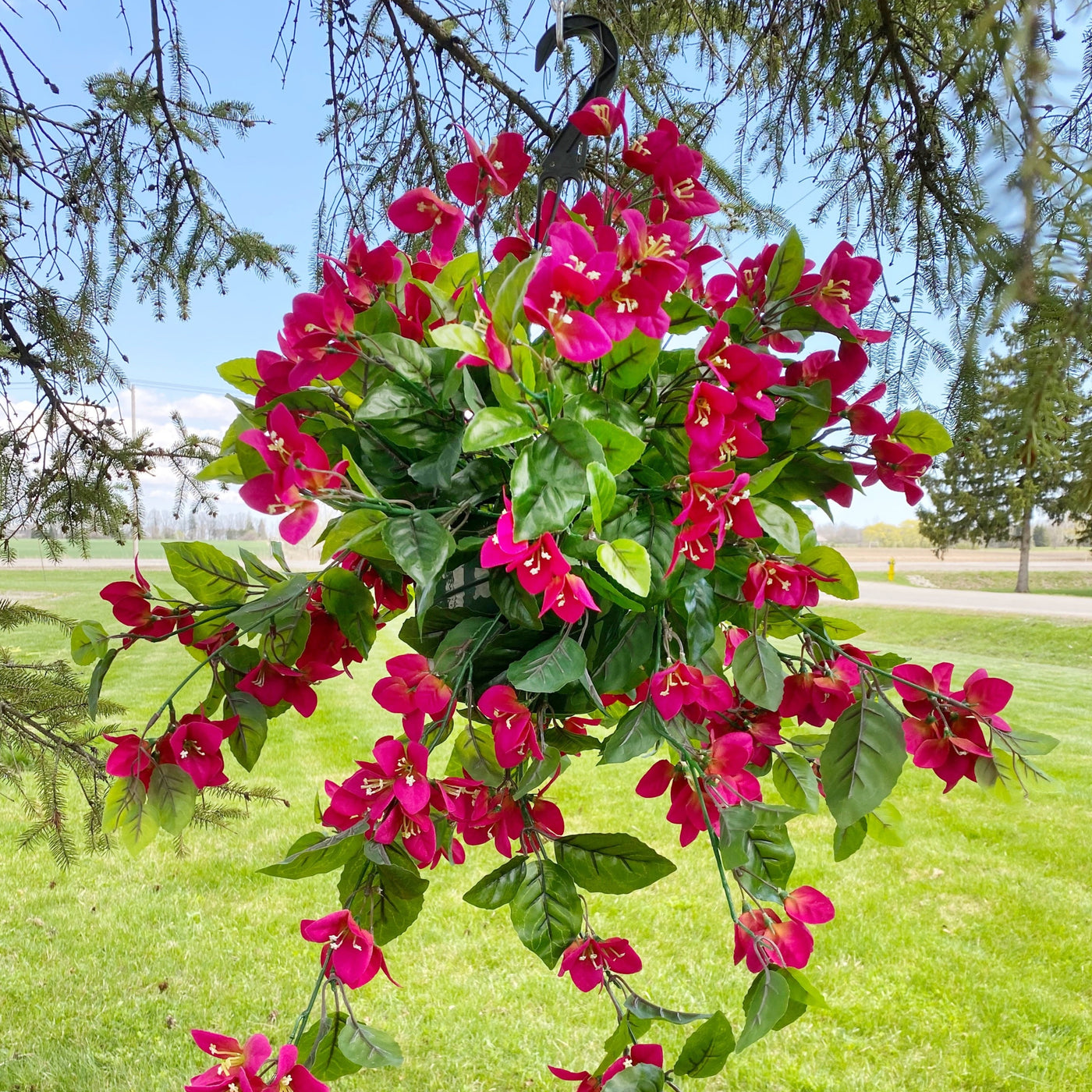 Raspberry Bouganvilla Hanging Basket