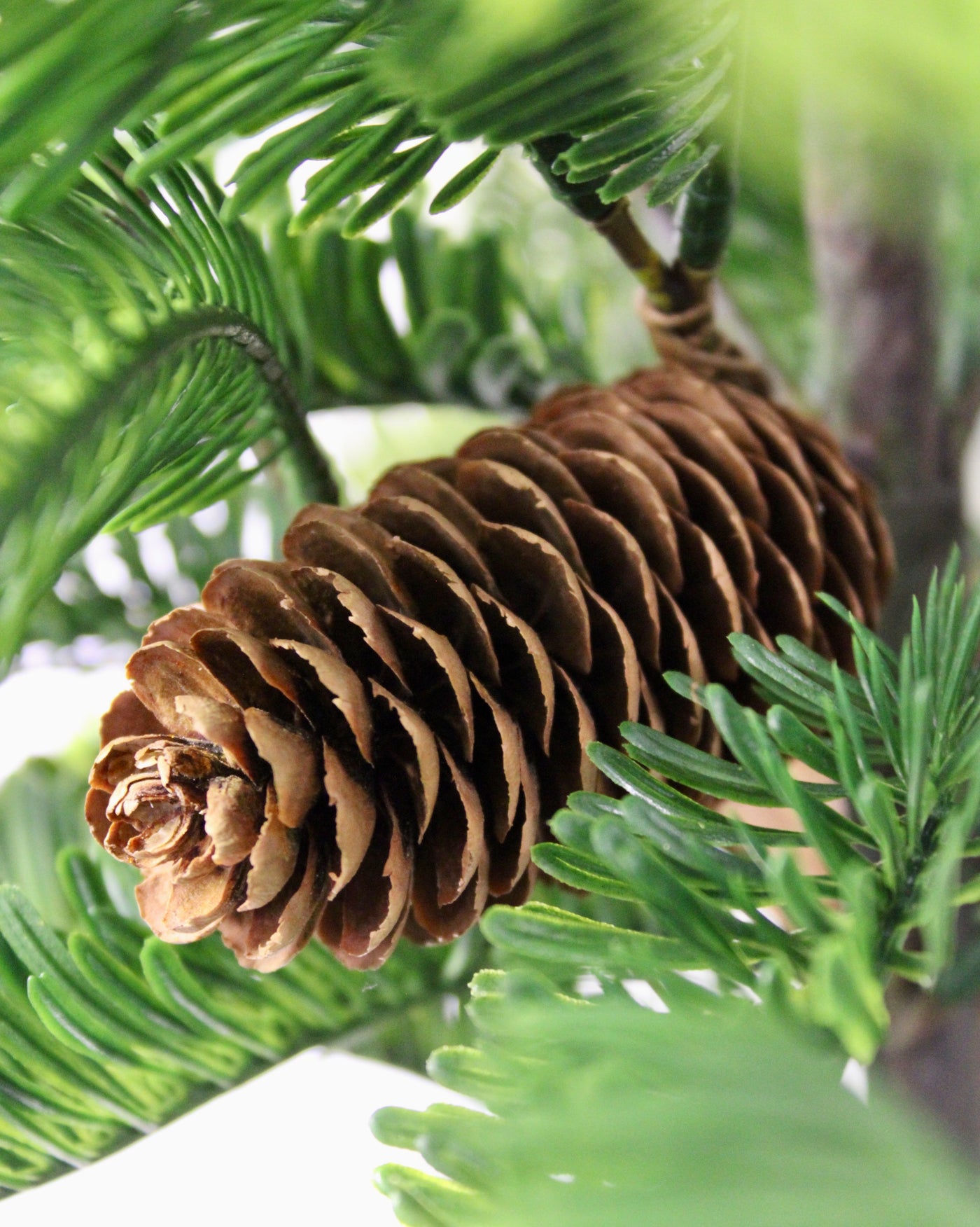 Potted Balsam Fir Trees