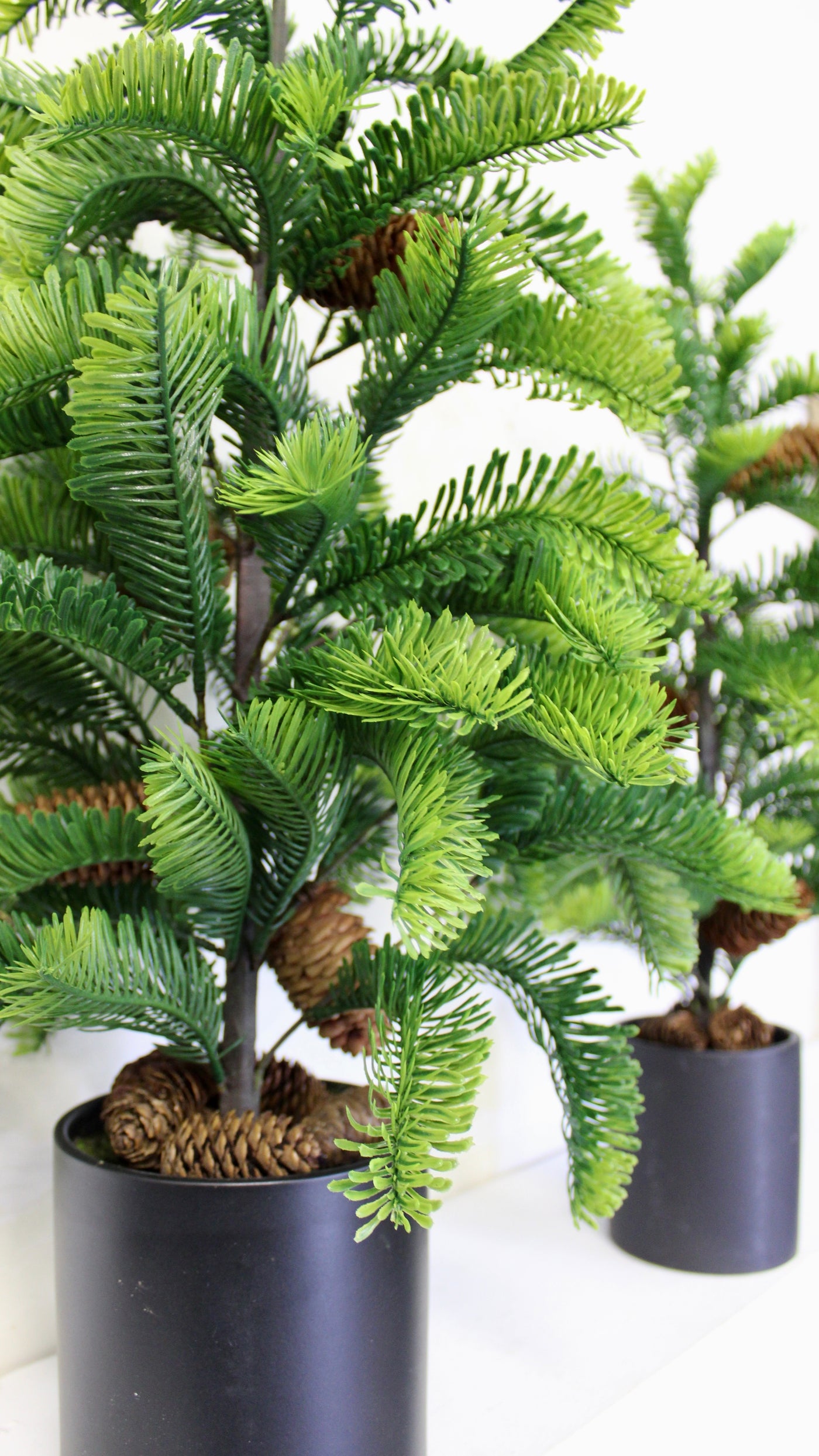 Potted Balsam Fir Trees
