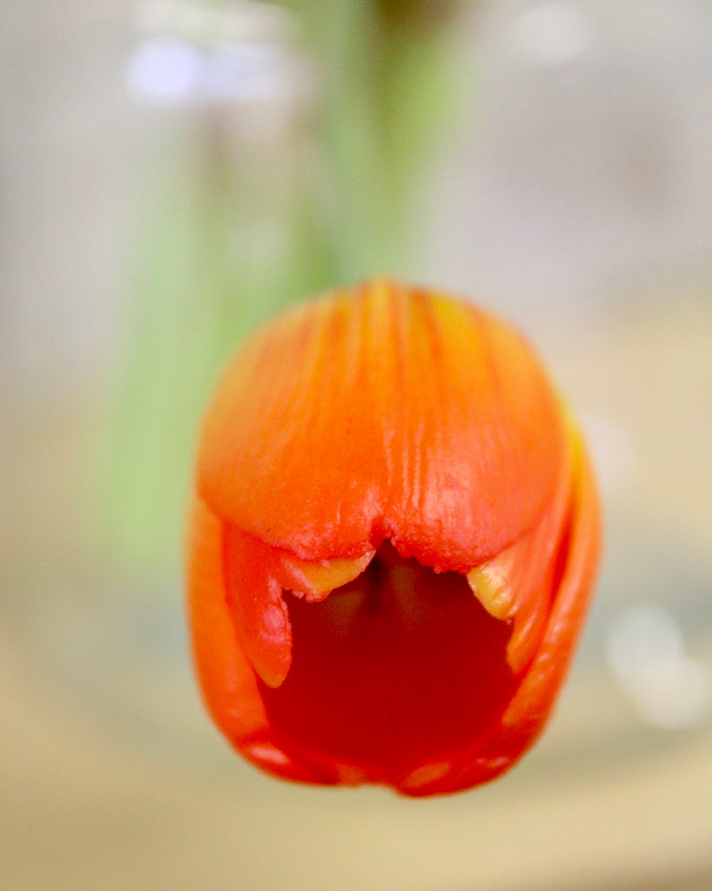 Orange Tulip Bundle (5 stems)