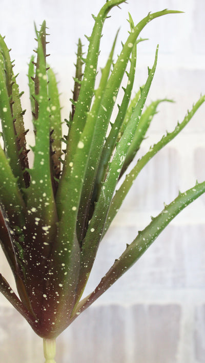 Razor Aloe Succulent