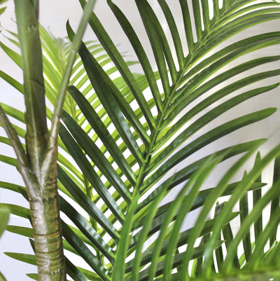 6’ Areca Palm