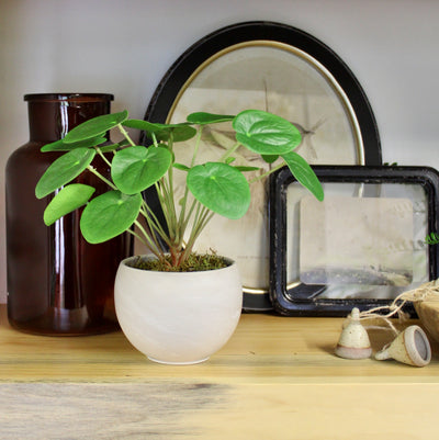 Pilea Plant in Luna Pot