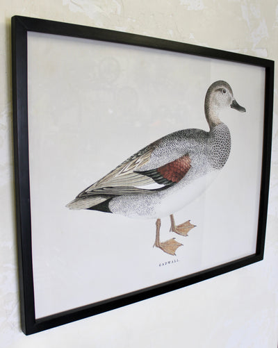 Framed Bird Prints