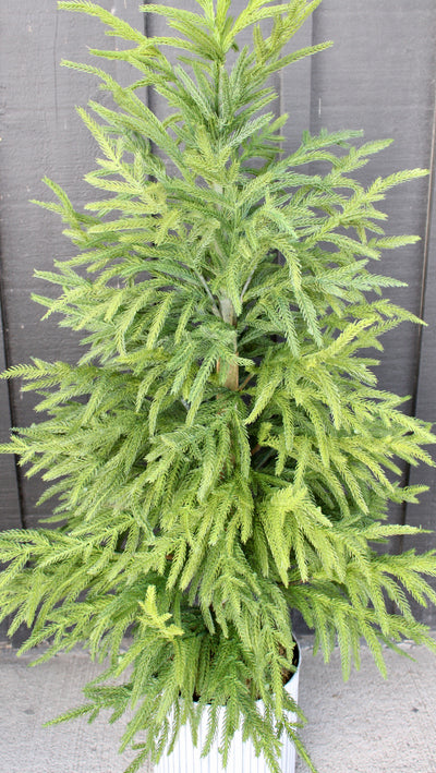 50” Potted Norfolk Pine Tree (Real Touch)
