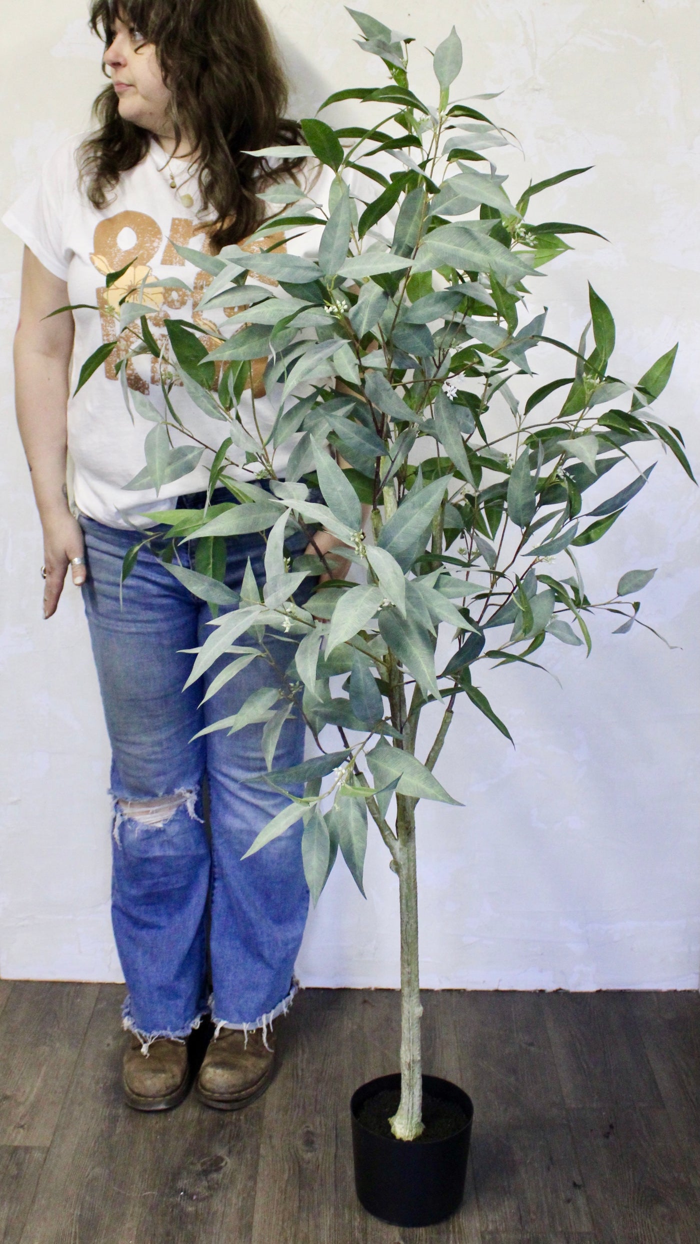 5’ Willow Eucalyptus Tree