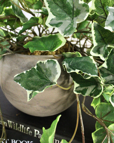 Potted Variegated Ivy