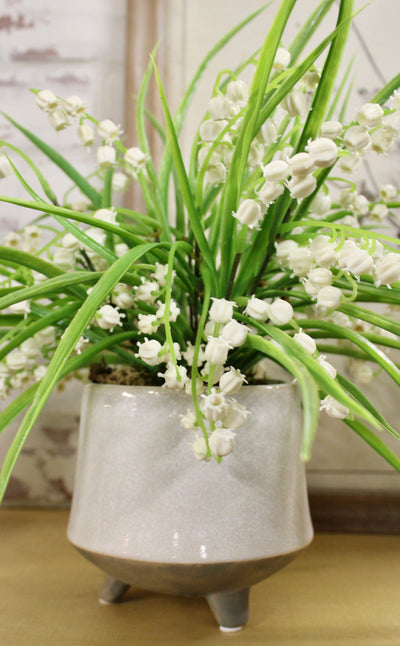 Potted Lily of the Valley