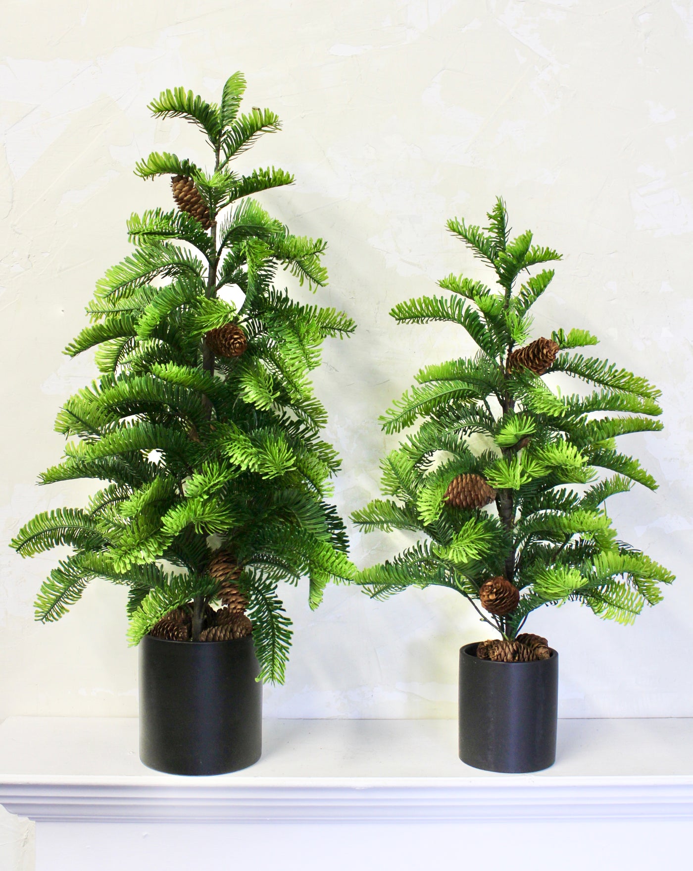 Potted Balsam Fir Trees