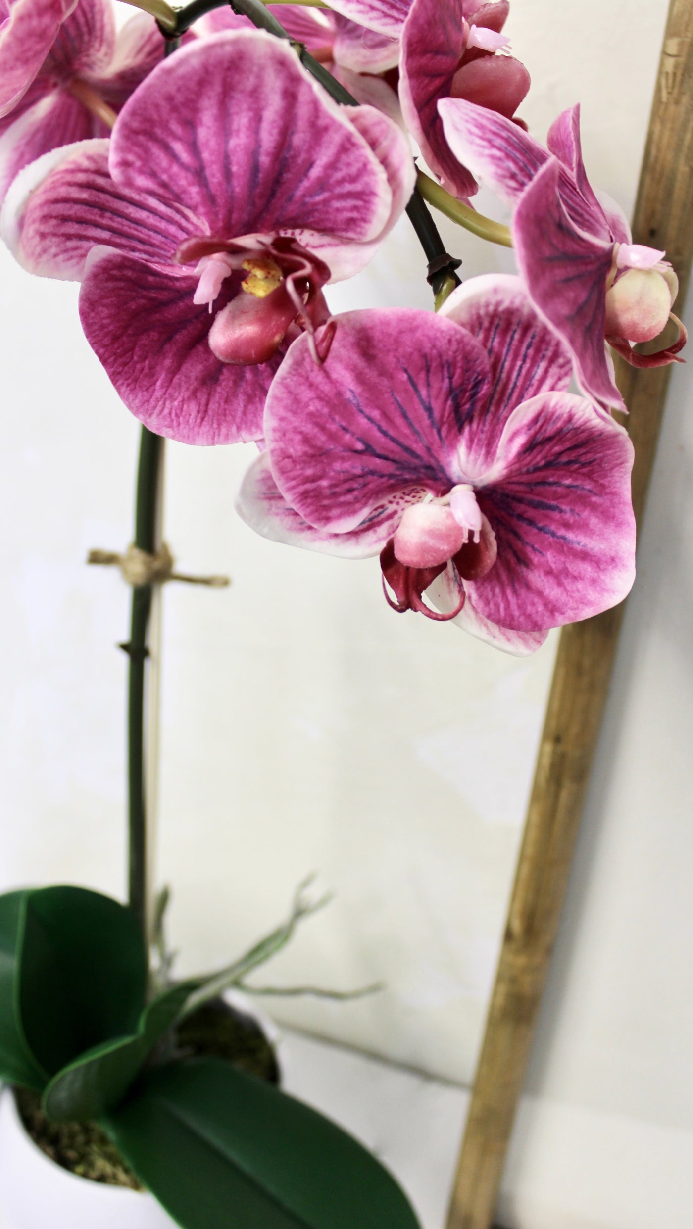 Potted Fuchsia Phalaenopsis Orchid