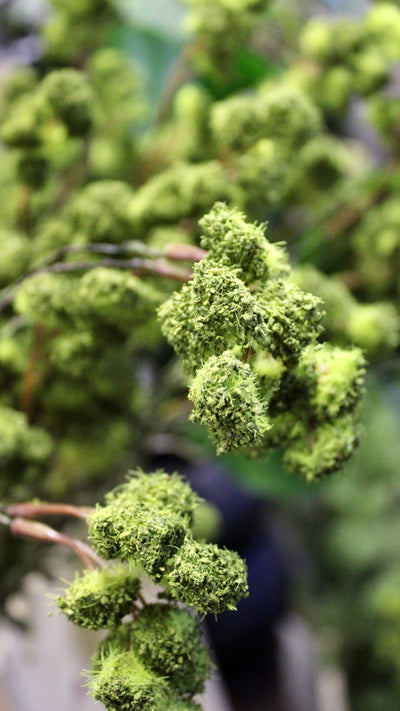 Irish Moss Spray