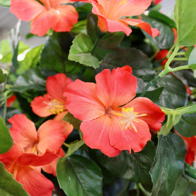 Orange Crush Hibiscus Bush