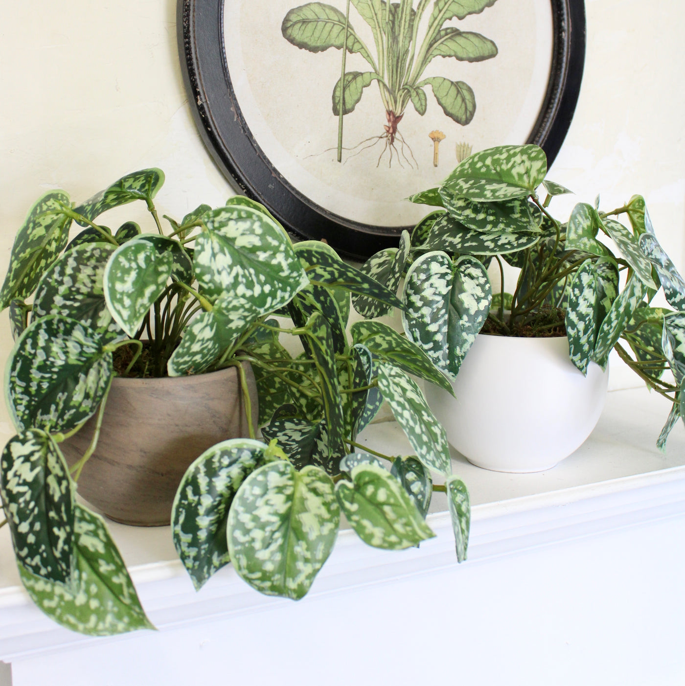 Potted Pictus Bush