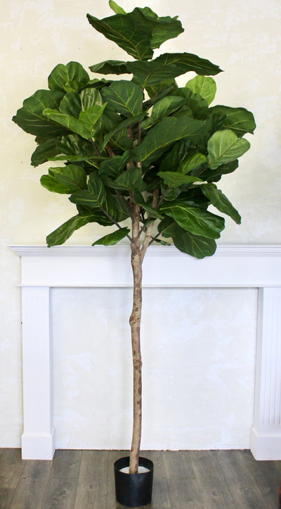 7.5’ Natural Trunk Fiddle Tree
