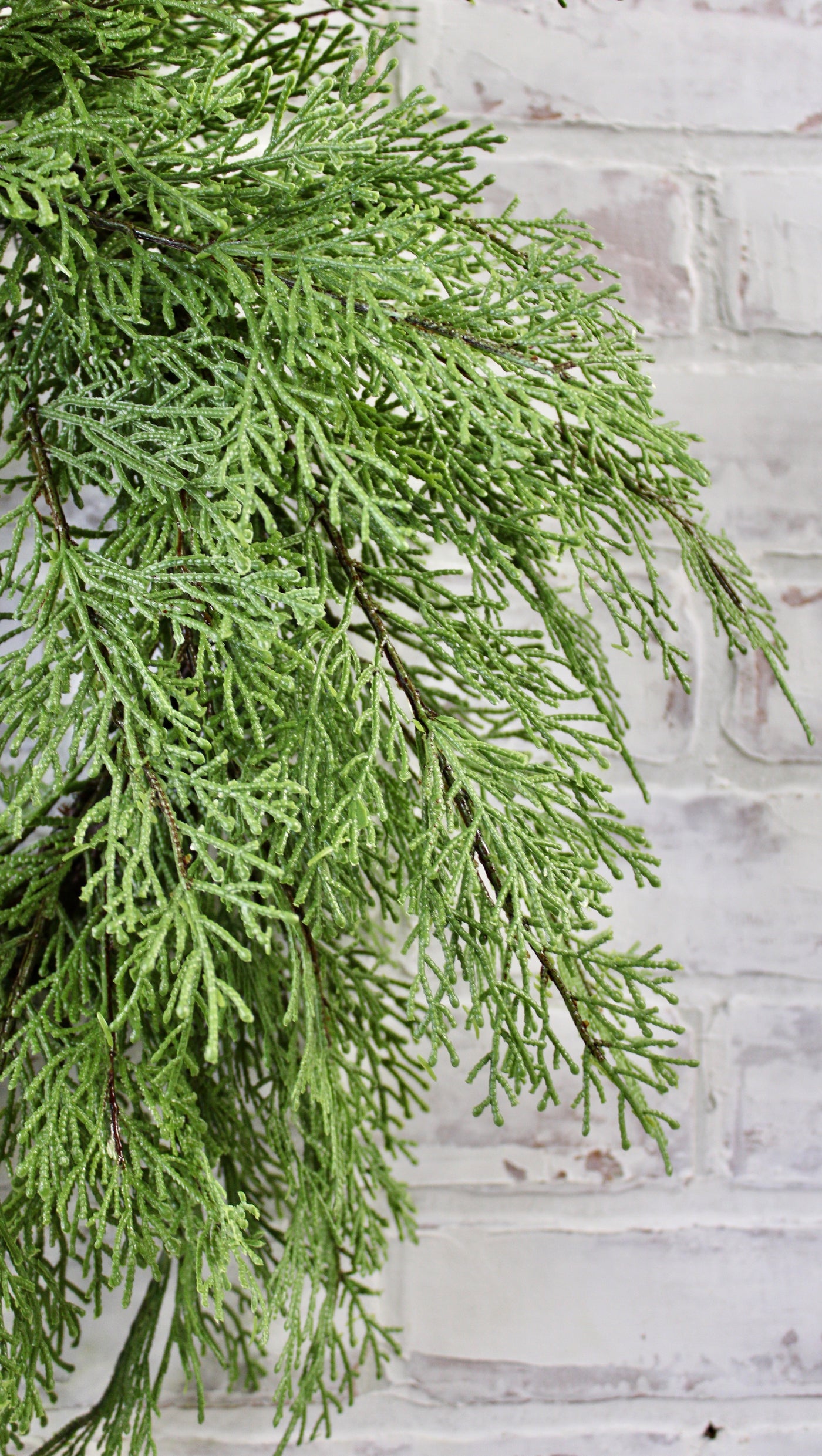 24” Fresh Cut Cedar Wreath