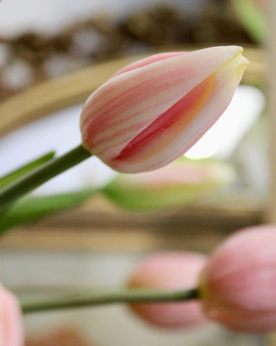 Blush Tulip Bundle (5 stems)