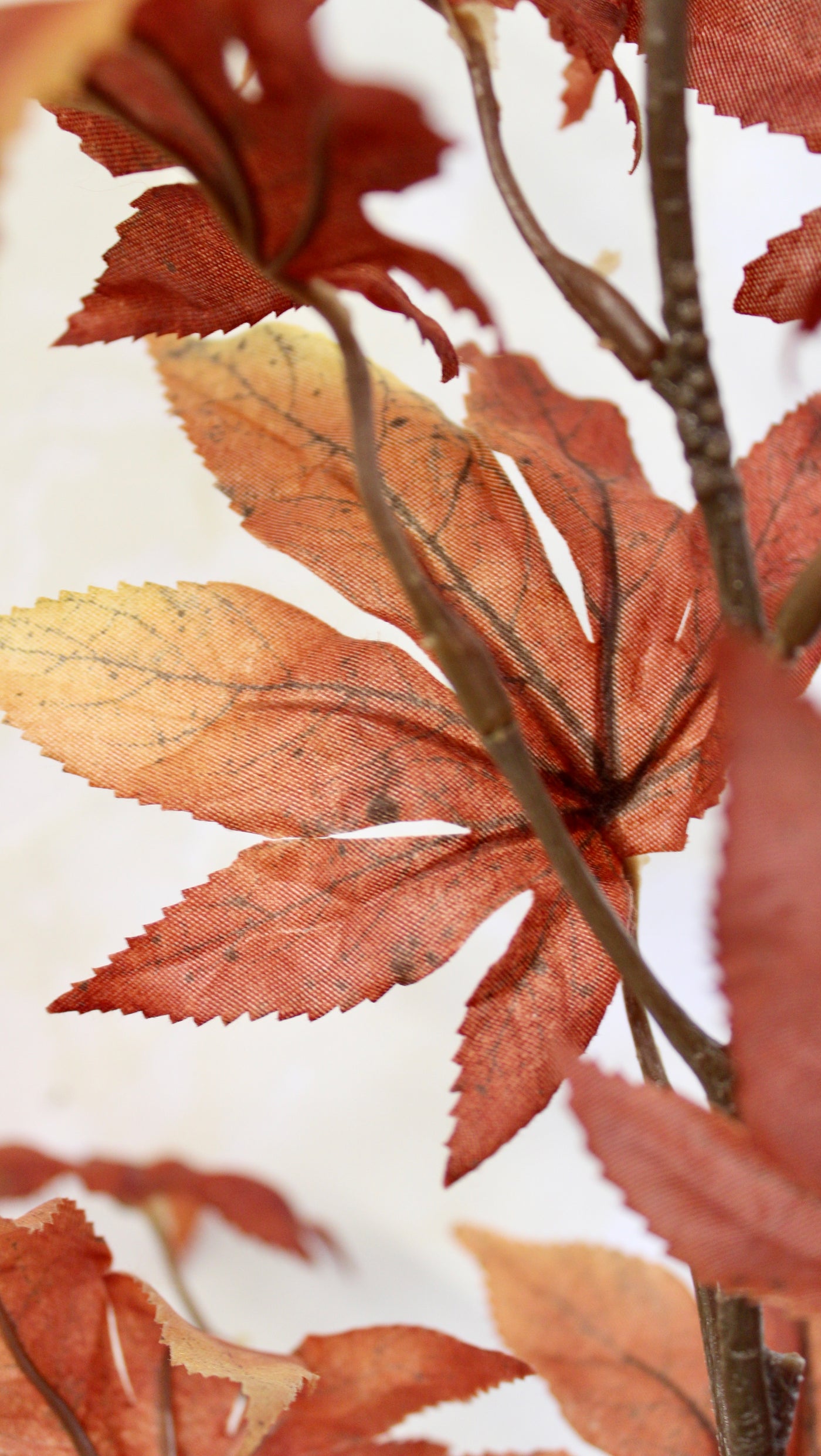 Japanese Maple Spray