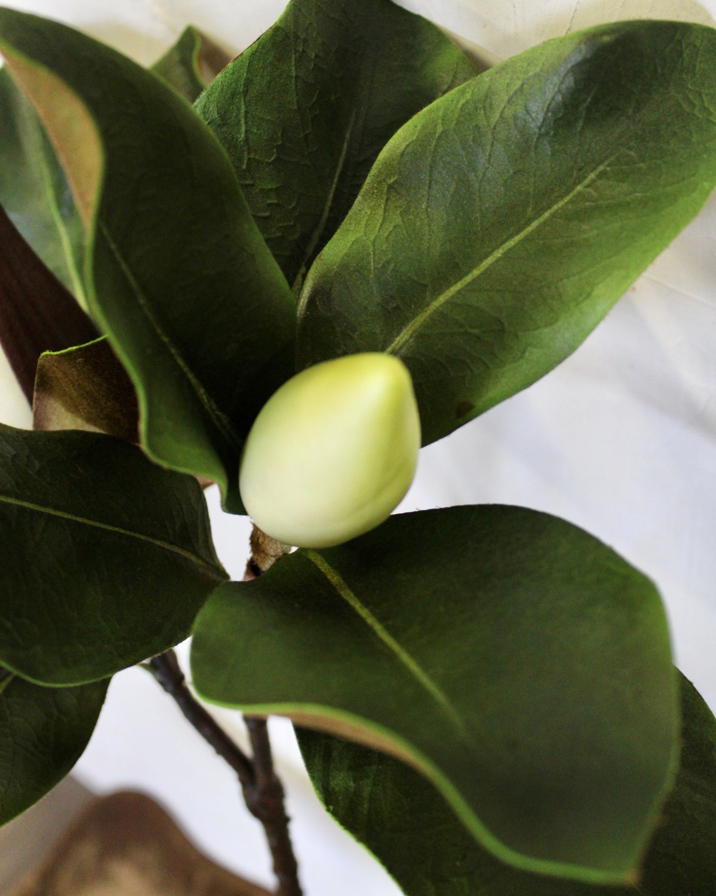 Budding Double Magnolia Leaf