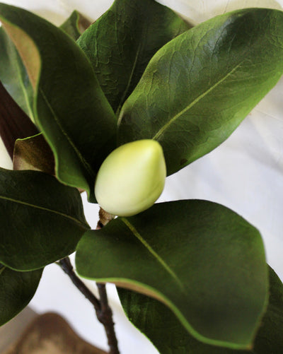 Budding Double Magnolia Leaf