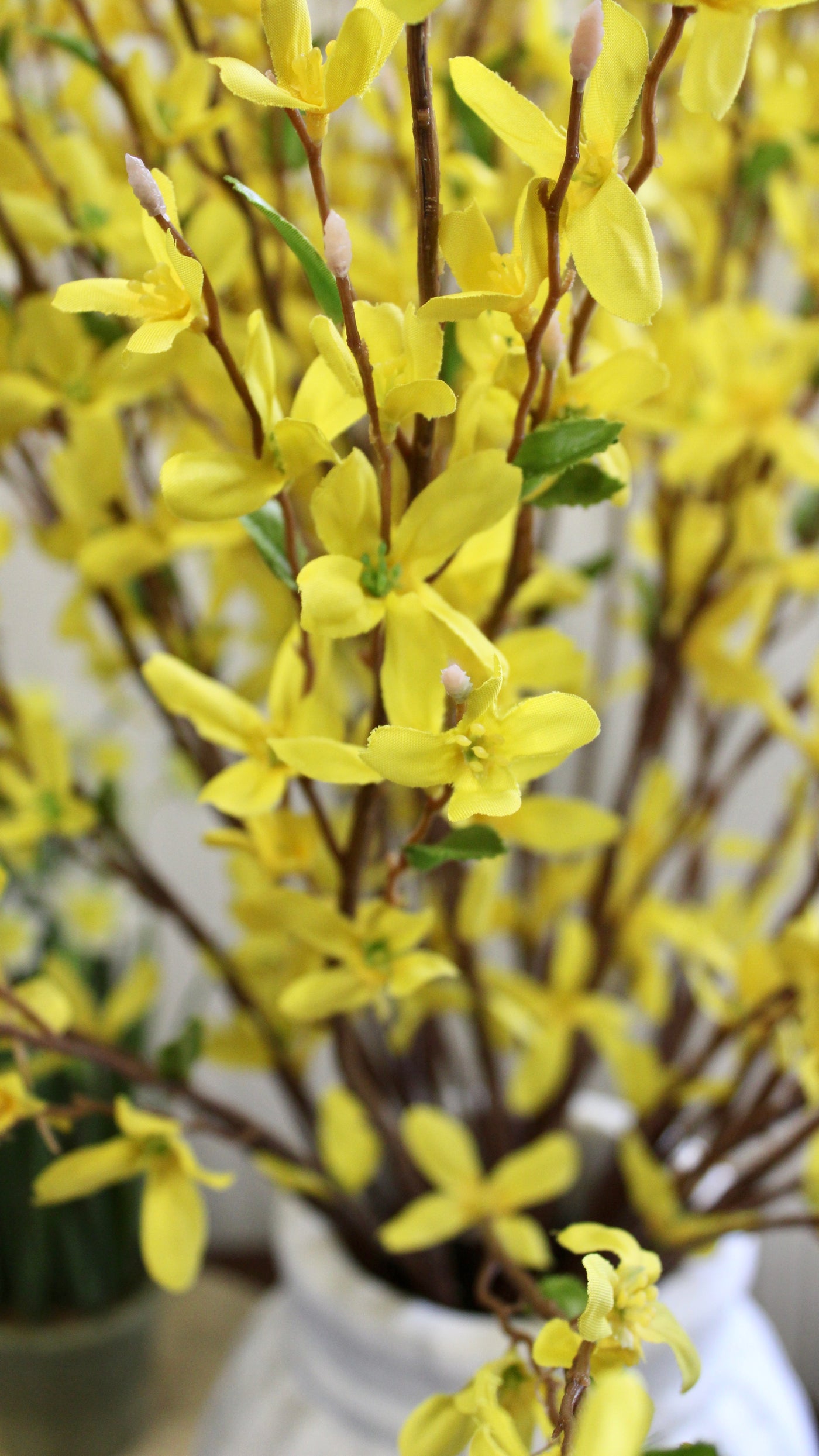 Forsythia Bush