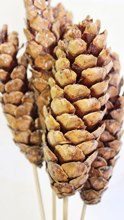 Strobus Pine Cone Bundle