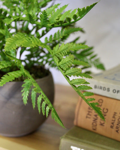Potted Leather Fern