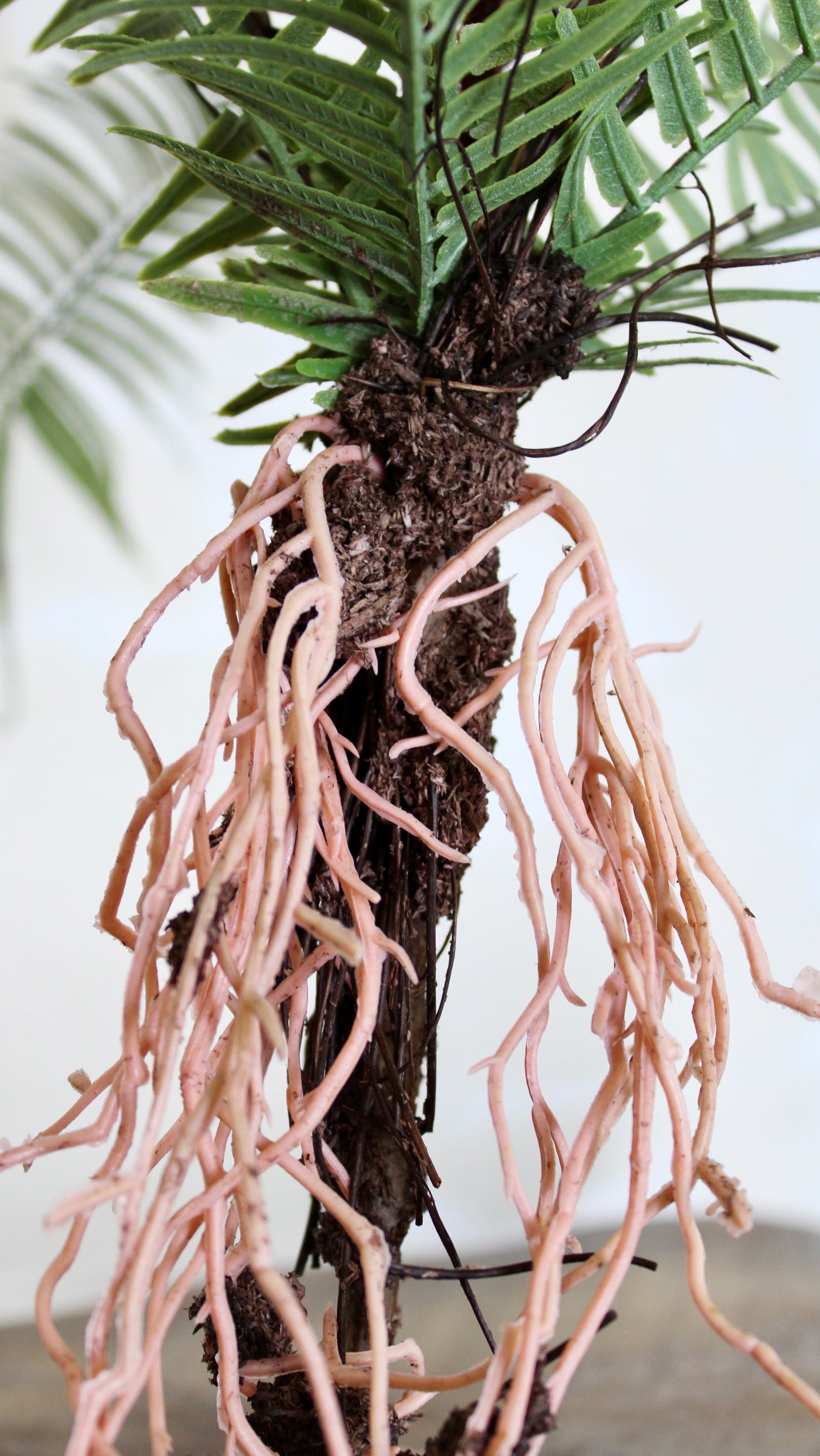 Ostrich Fern with Exposed Roots