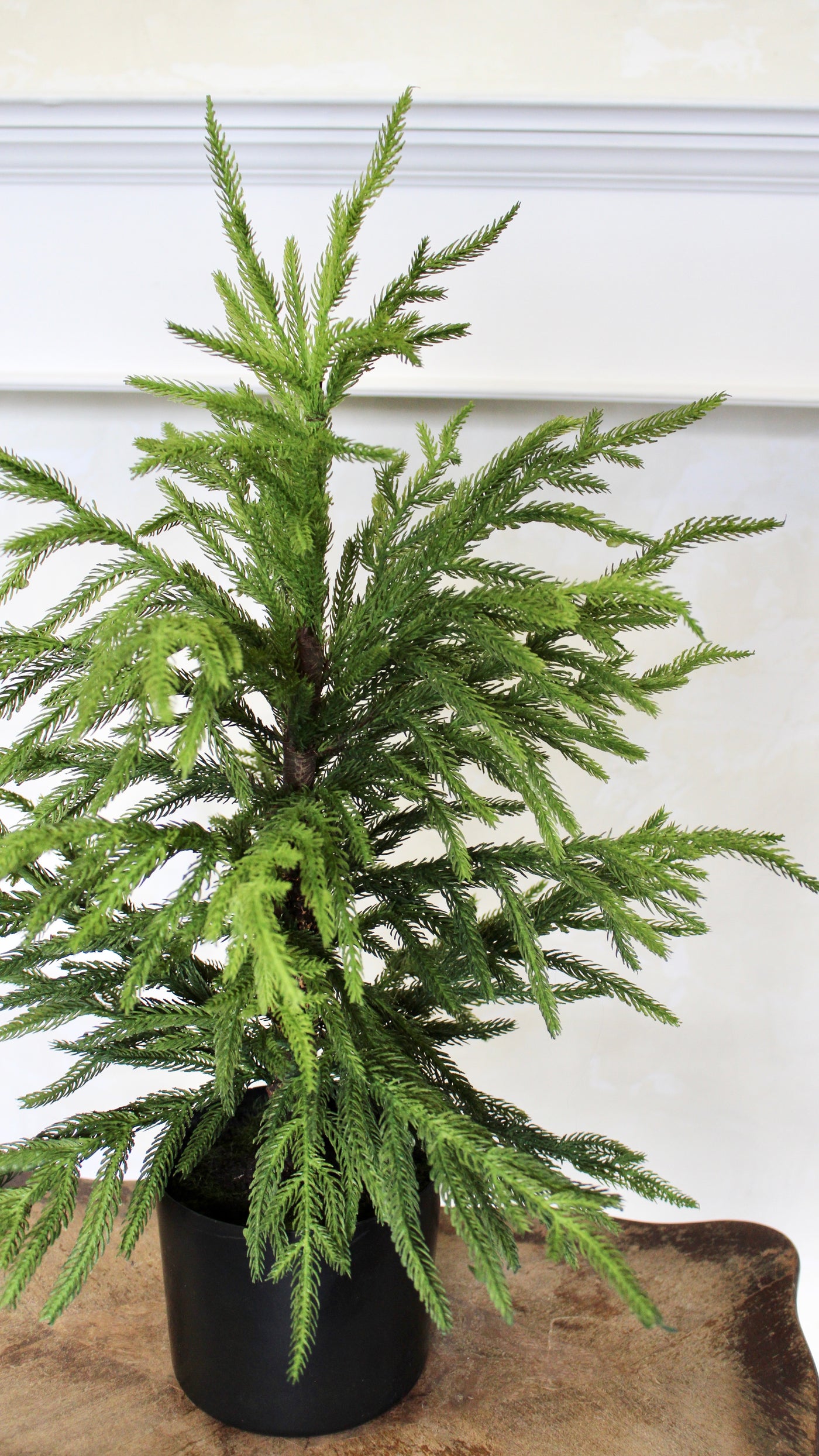 28” Norfolk Pine Tree ( Real Touch)