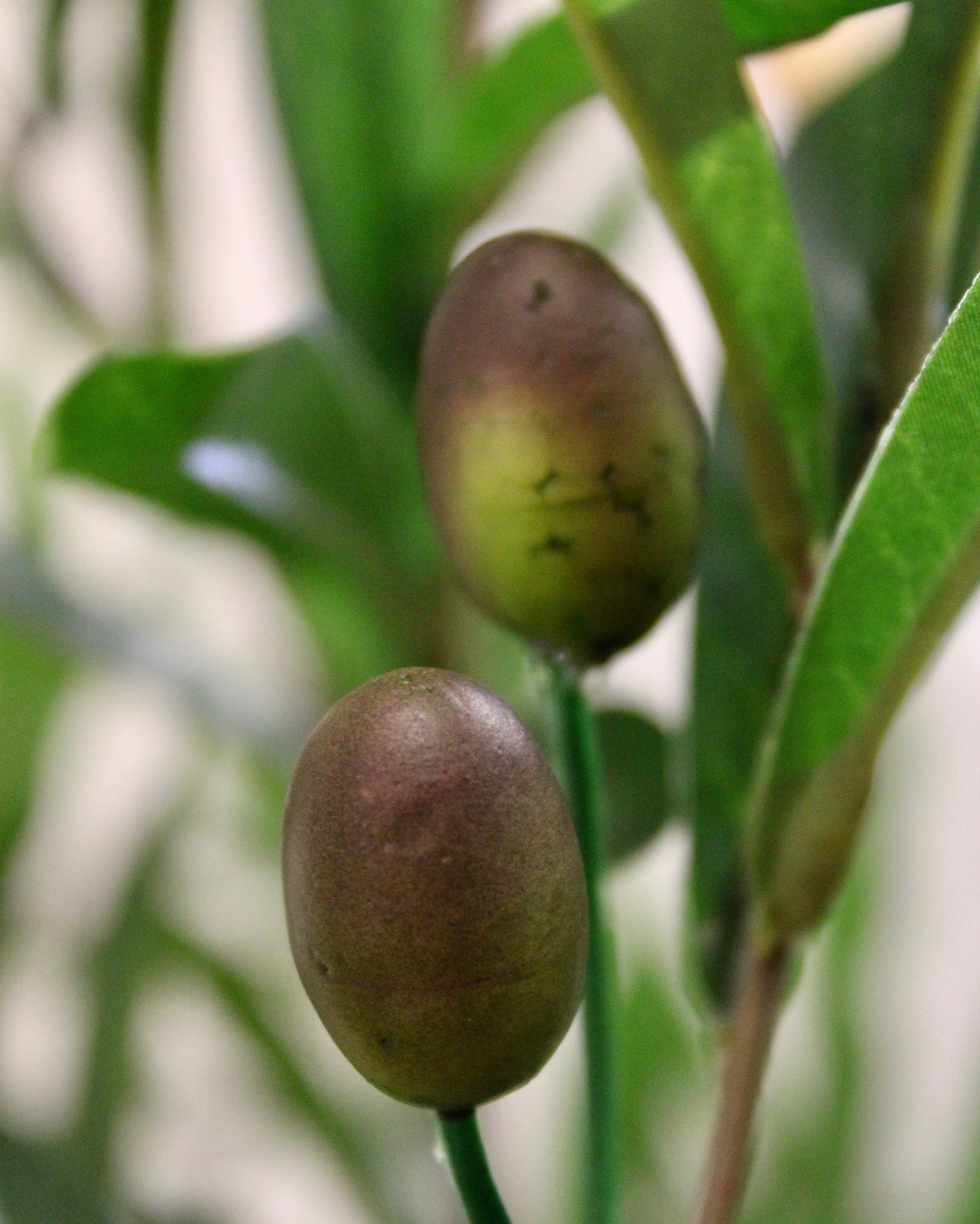 6' Olive Tree