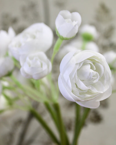 White Ranunculus Bundle