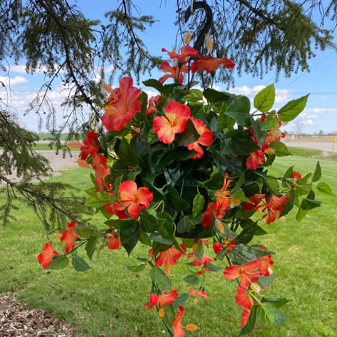 Orange Crush Hibiscus Hanging Basket