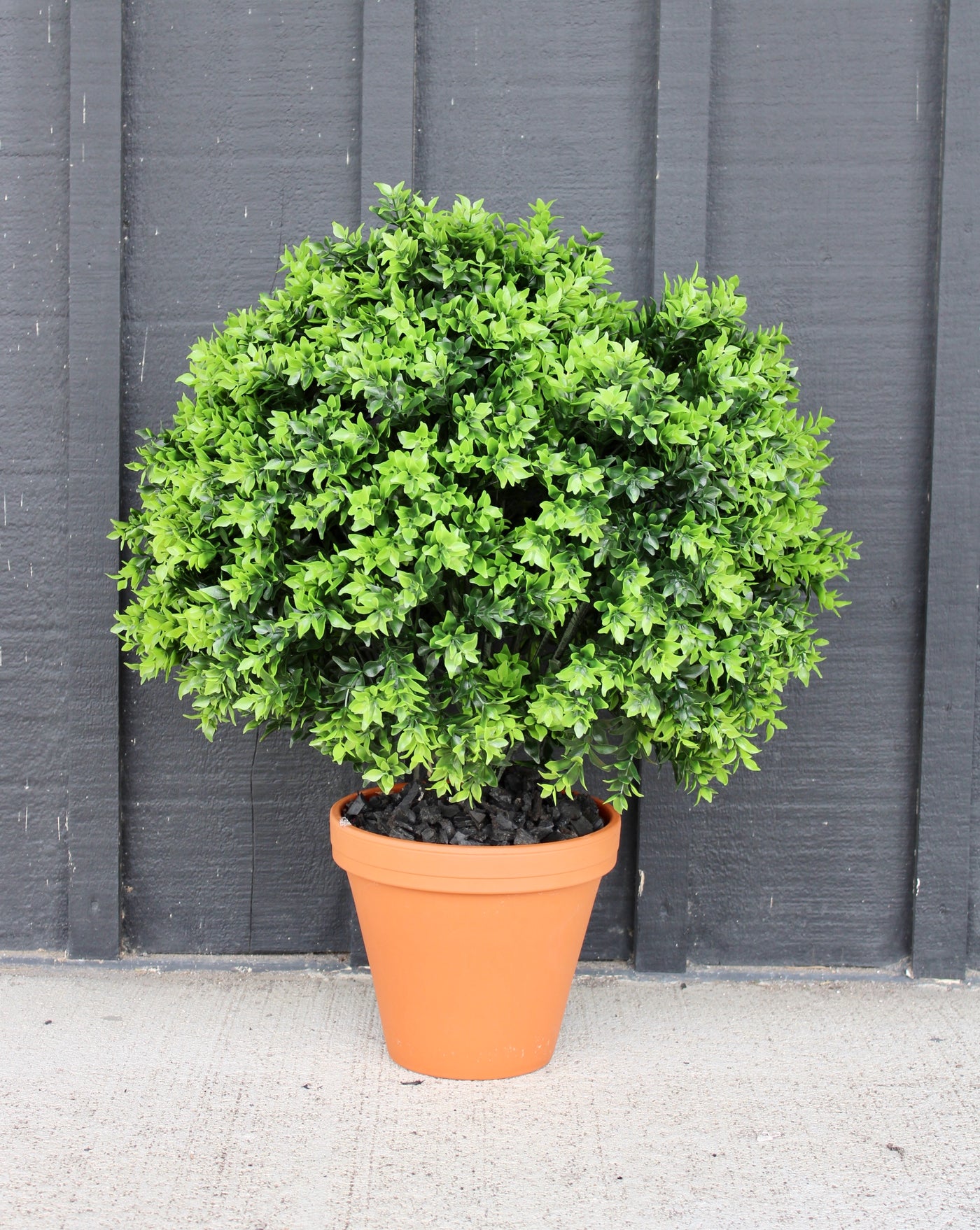 Potted Opal Basil Topiary