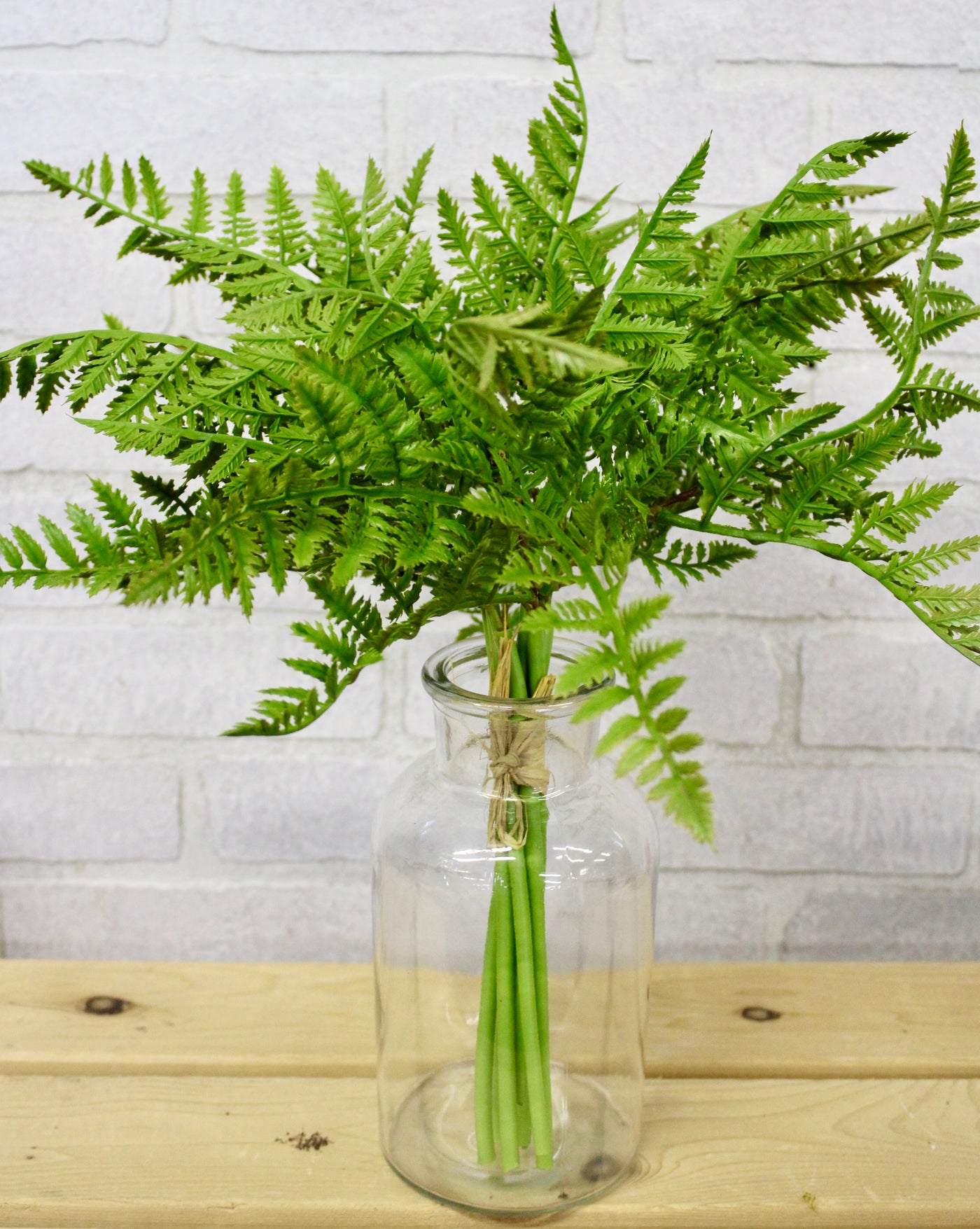 Leather Fern Bundle