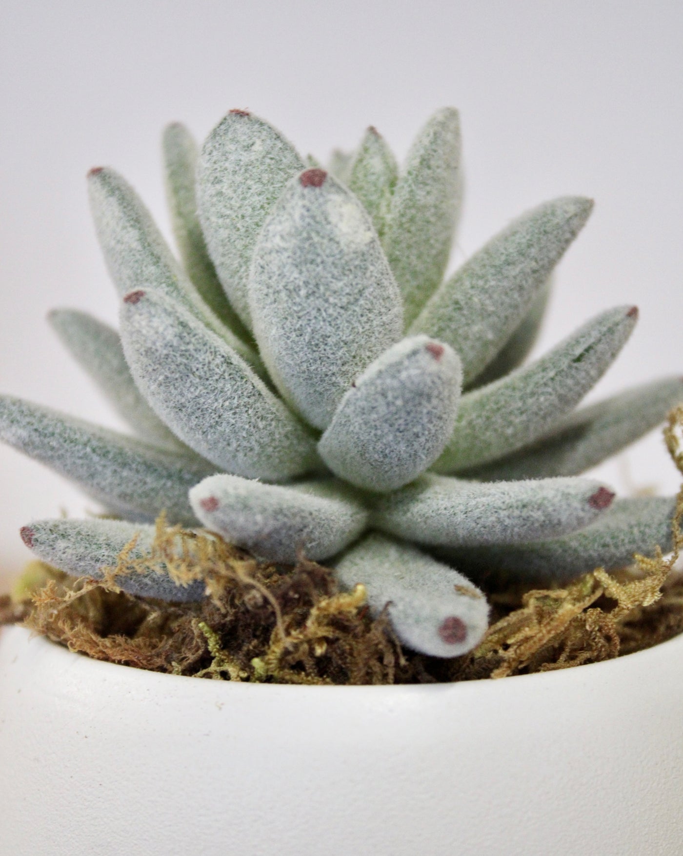 Potted Fuzzy Blue Elf Succulent