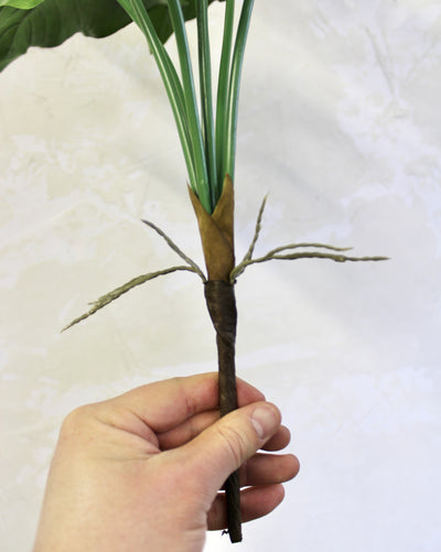 Taro Plant