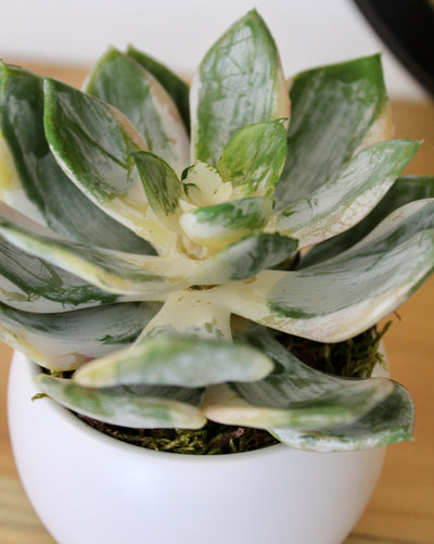 Potted Spoon Succulent