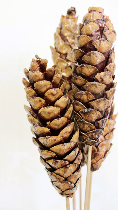 Strobus Pine Cone Bundle