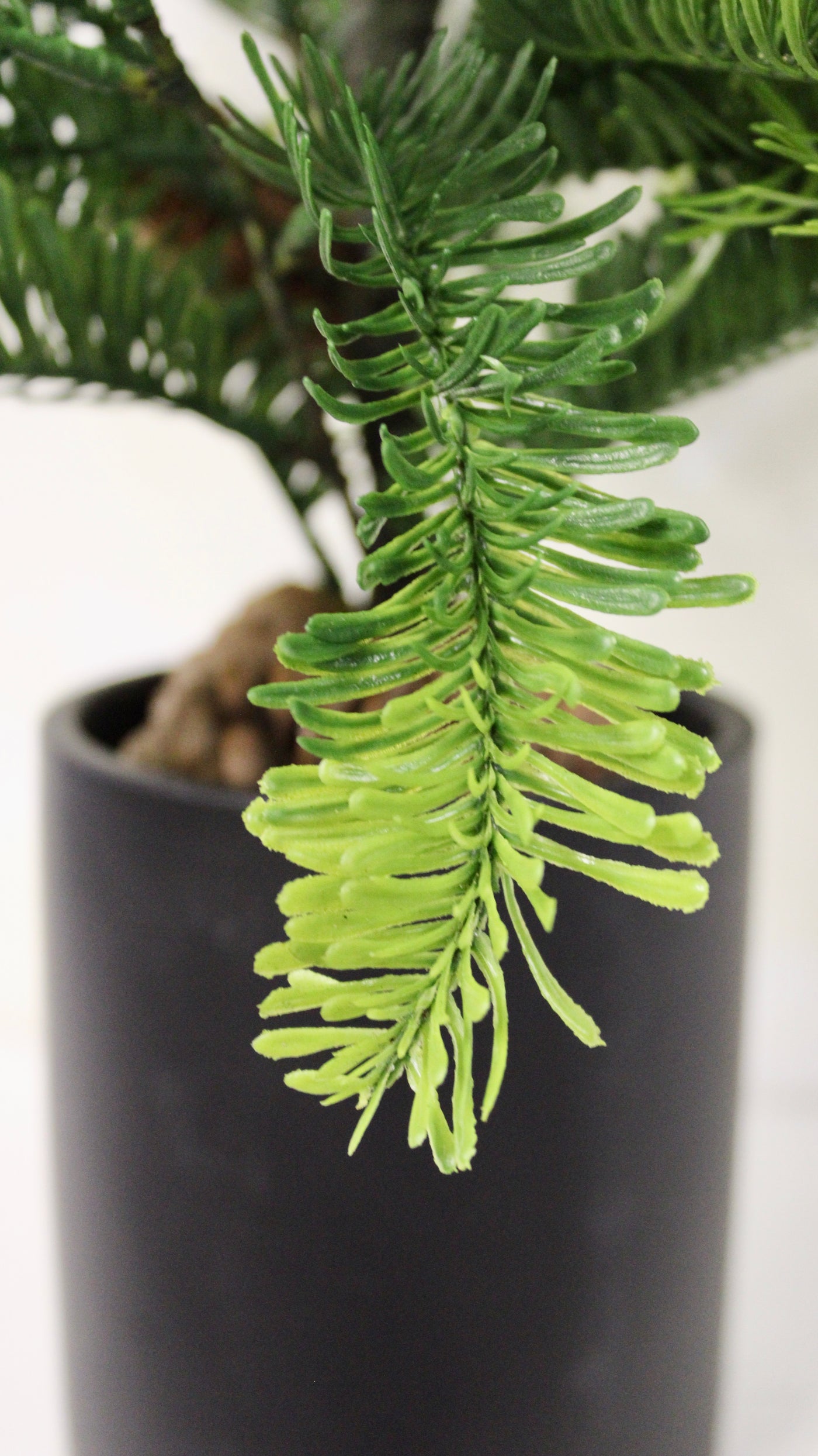 Potted Balsam Fir Trees