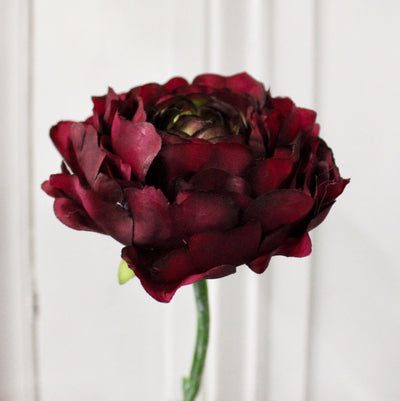 Burgundy Ranunculus Stem