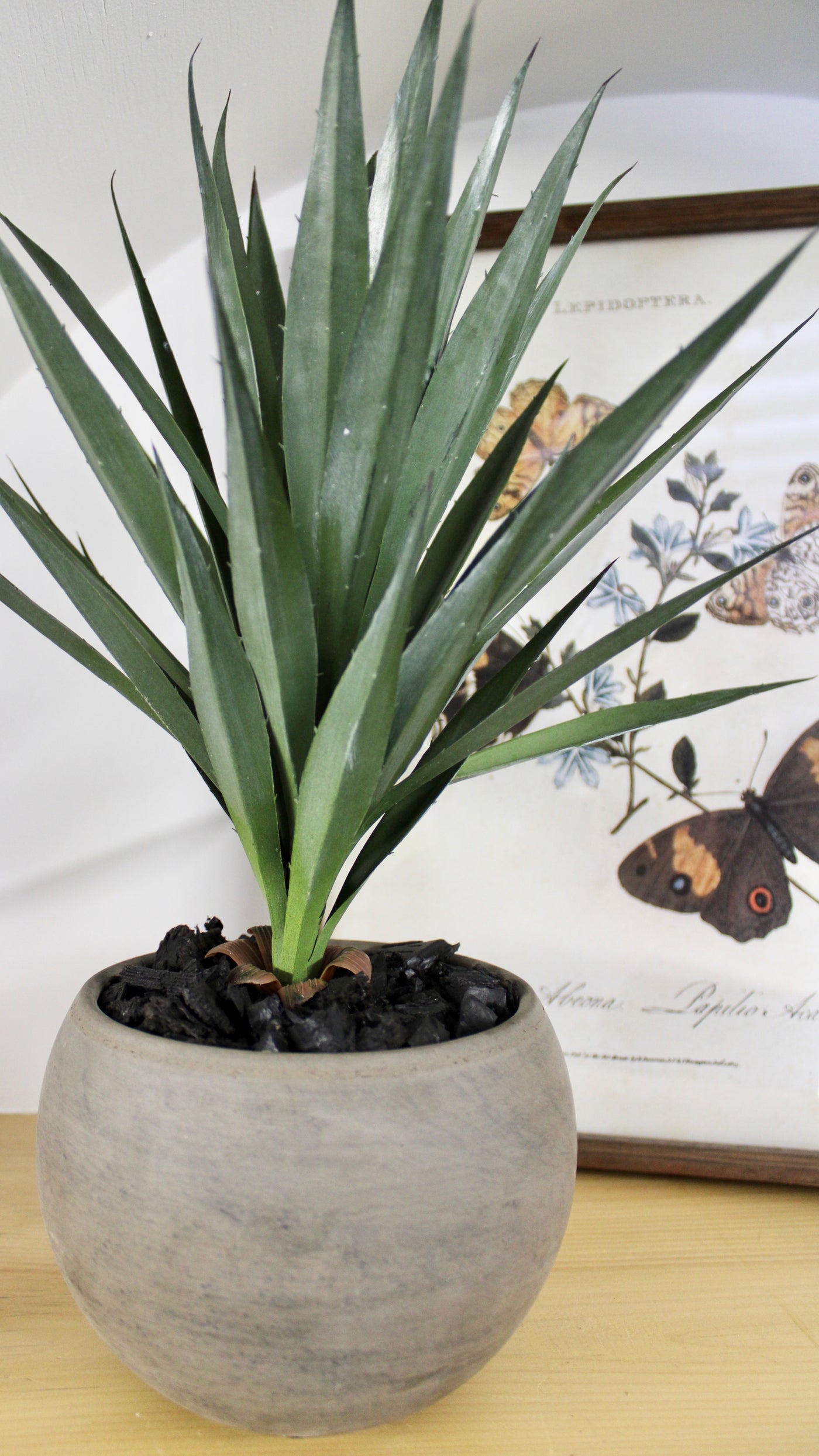 Potted Yucca Plant