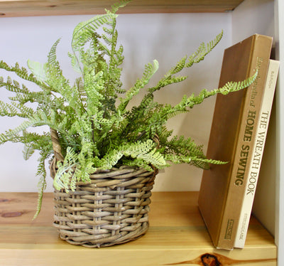 Potted Lace Fern
