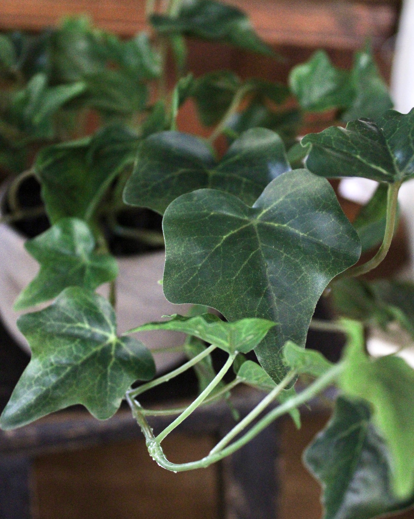 Potted Green Ivy Hanging Bush