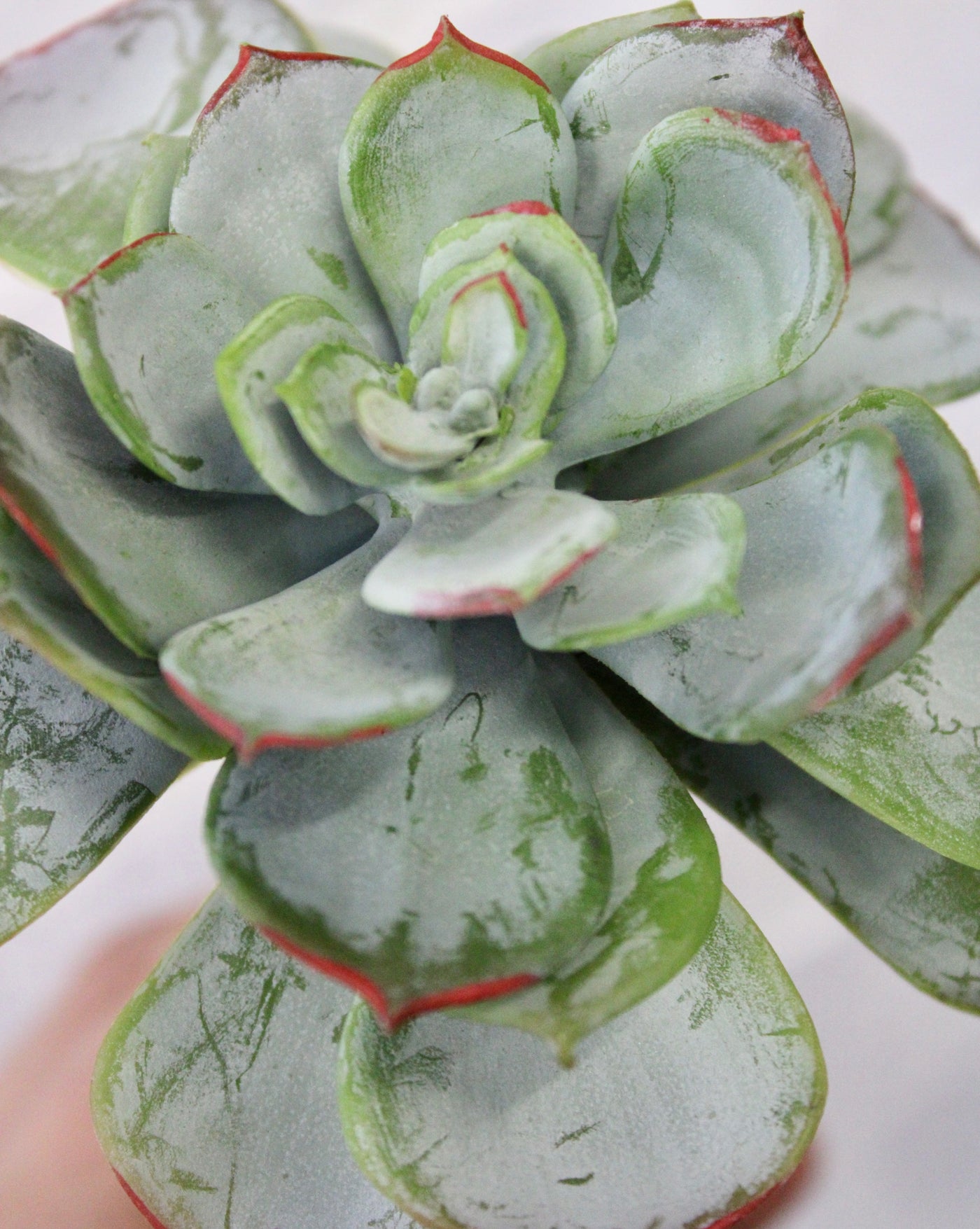 Inverted Echeveria Succulent