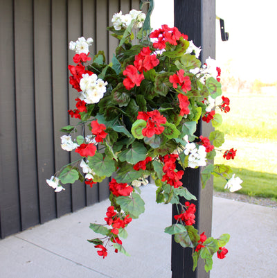 Geranium Hanging Basket Red/White