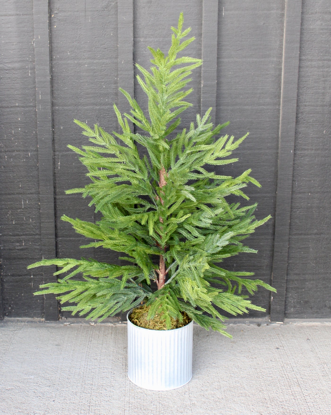 36” Potted Norfolk Pine Tree (Real Touch)