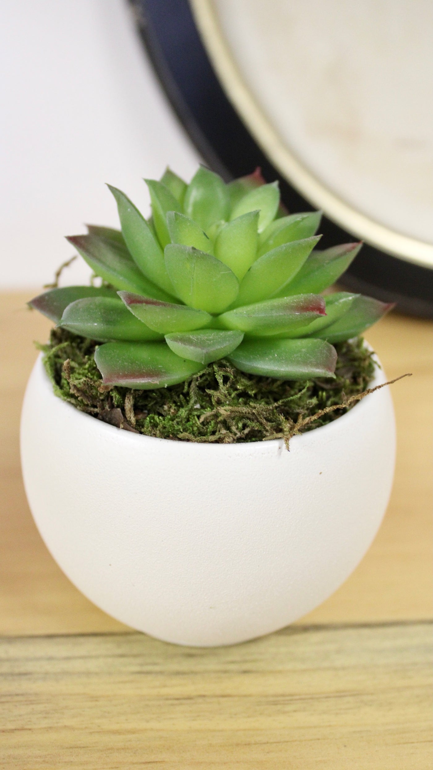 Potted Star Succulent