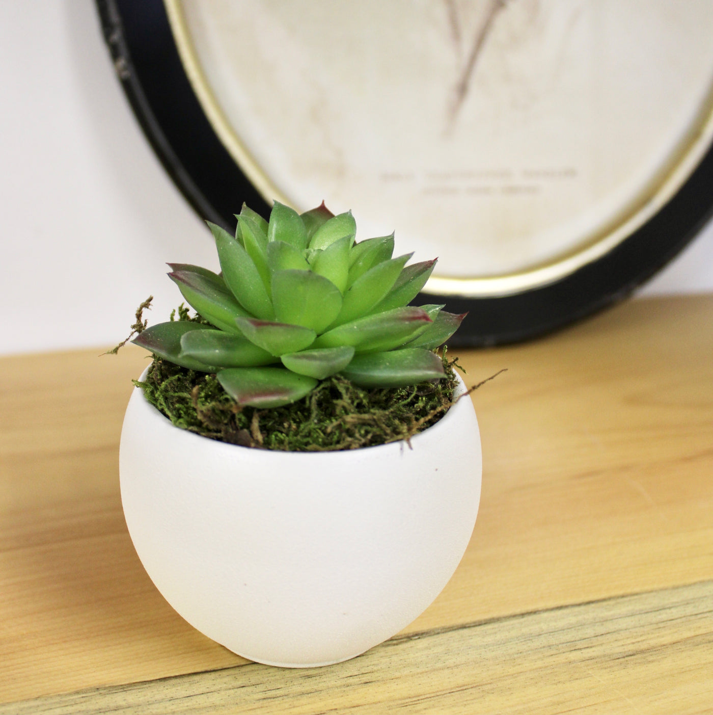 Potted Star Succulent